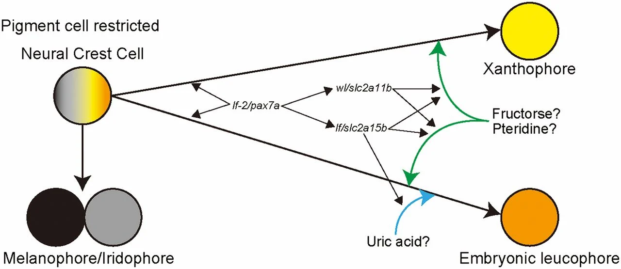 <ul><li><p><span>specialized, pigment-containing cells (a type of chromatophore) responsible for the </span>yellow to orange coloration<span> in ectothermic animals</span></p></li></ul><p></p>