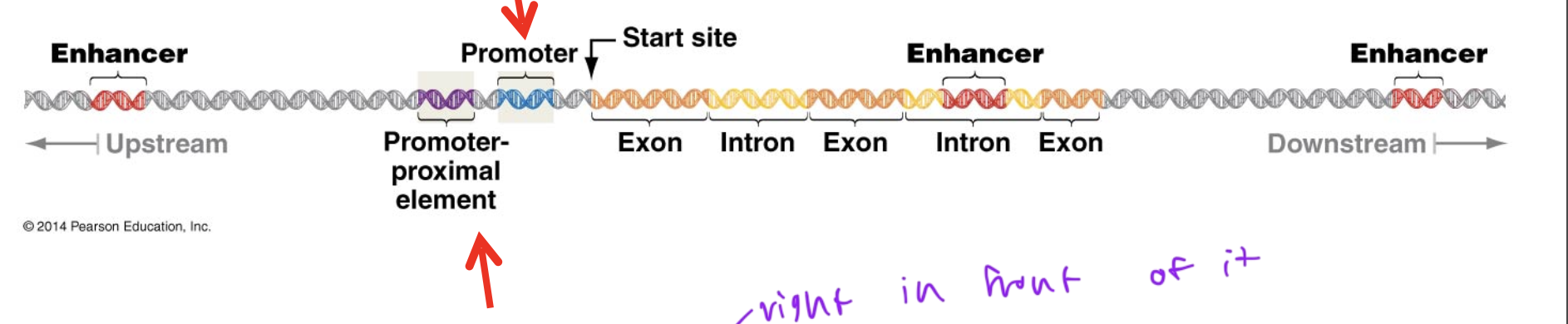 <p>conserved sequences near the transcription start site, where RNA poly assembles to help initiate transcription</p><ul><li><p>ex of a promoter: the TATA box</p></li><li><p>promoters are position dependent</p></li></ul><p></p>