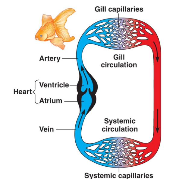 <ul><li><p>bony fishes, rays, and sharks have single circulation with a two-chambered heart</p></li><li><p>blood leaving the heart passes through two sets of capillary beds before returning to the heart:</p><ul><li><p>gills</p></li><li><p>body tissues (systemic)</p></li></ul></li></ul><p></p>