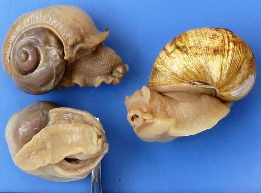 <ol><li><p>identify Kingdom, Phylum, Class, Informal Group, Genus</p></li></ol><p></p>