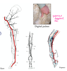 <p>Axillary a. </p><p>- Subscapular a.</p><p>Brachial a.</p><p>- Transverse cubital a. (cranial) </p><p>- Collateral ulnar a. (caudal) </p><p>- Common interosseous a.</p><p>Median a.</p><p>Medial palmar a.</p><p>Palmar digital arteries </p><p>- Terminal arch</p>