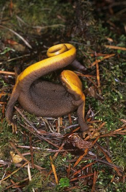 <p><span>What is this salamander doing? </span></p>