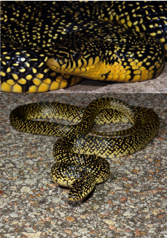 <p>Family: Colubridae</p><p>Location: All of KS</p><p>ID: black snake with yellow specs; belly is cream yellow; single anal plate; scales are smooth</p><p>Life/History: diurnal until hot then nocturnal; generalist; oviparous</p>