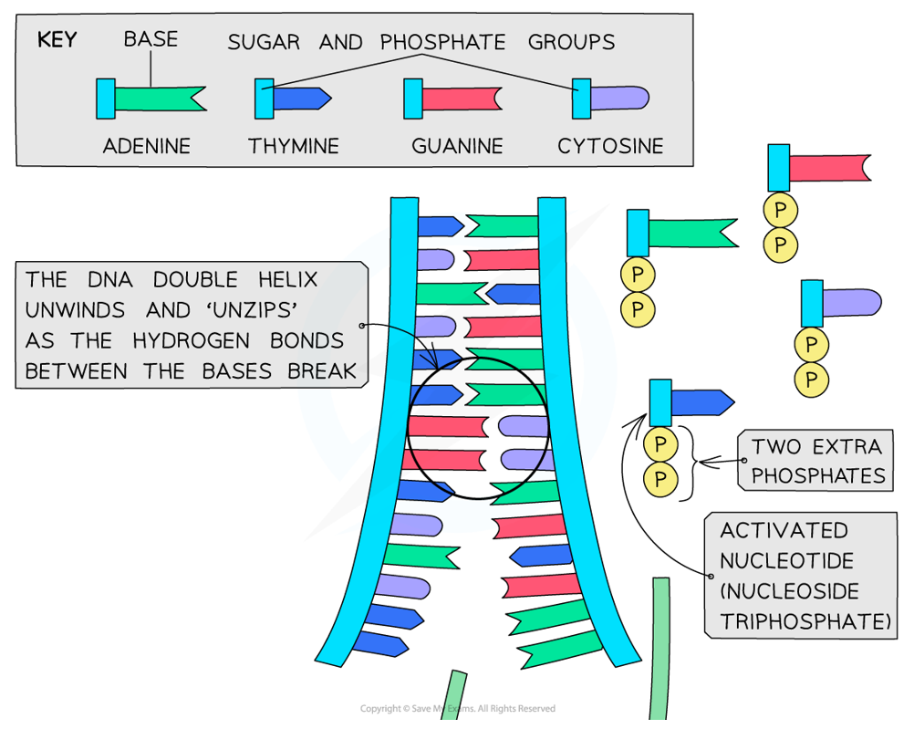 <p>Breaks hydrogen bonds between complementary base pairs to form 2 single strands, each of which can act as a template</p>