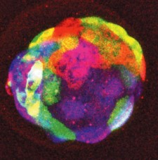 <p>to generate … mice embryos genetic engineering modified the … protein to produce different colours (RFPs, BFPs, YFPs etc) and multiple copies are then inserted into the genome which can … within individual cells</p>