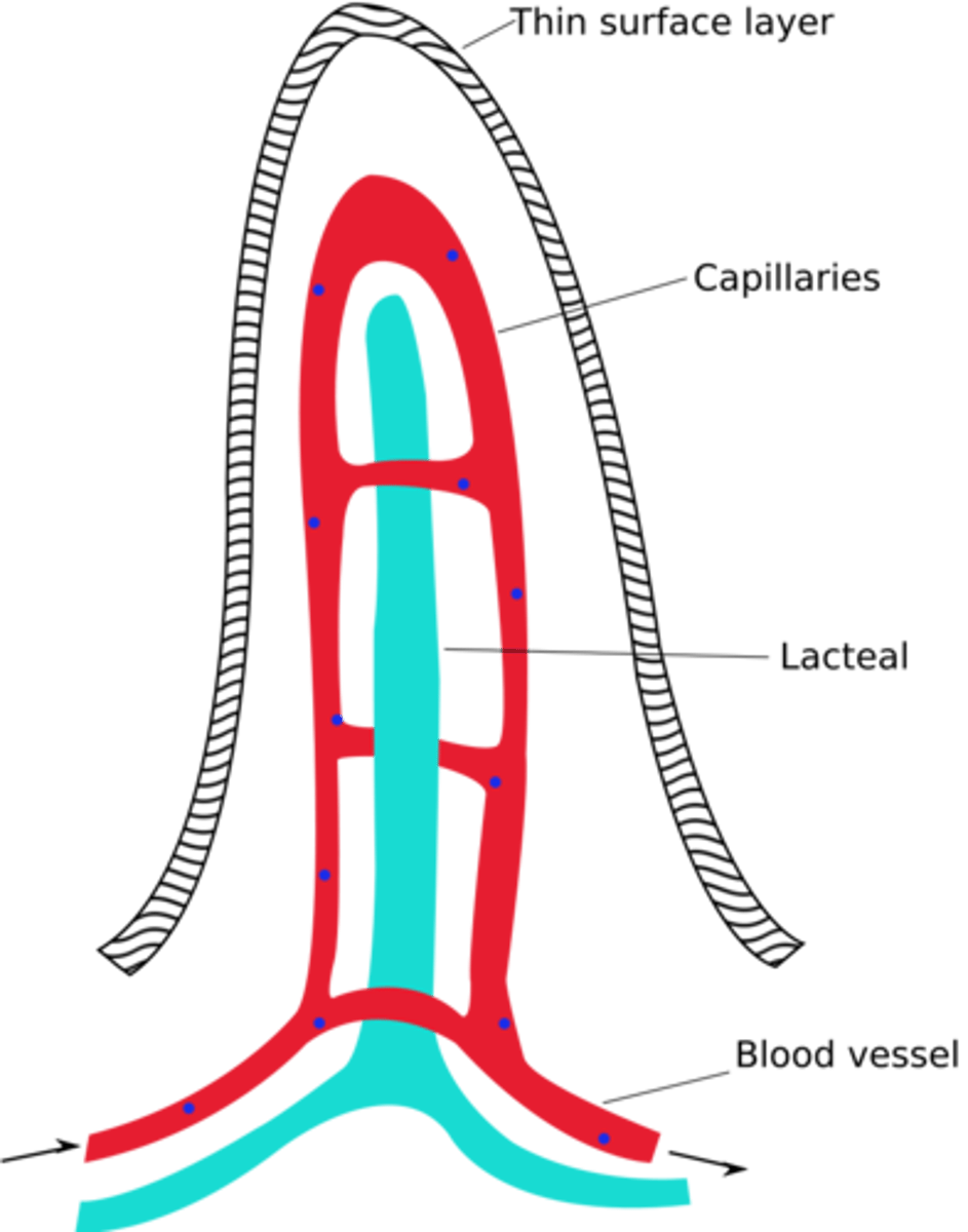 <p>blood capillaries and a lacteal</p>