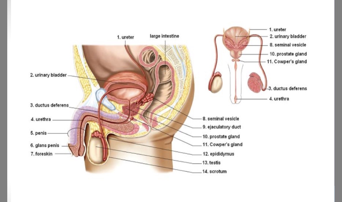 <p><strong>sac</strong> that contains testis</p><p>made of <strong>elastic skin</strong></p><p><strong>temperature regulation </strong>(sperm develop best at 3 degrees lower than regular body temperature)</p><p>part of testicles</p>