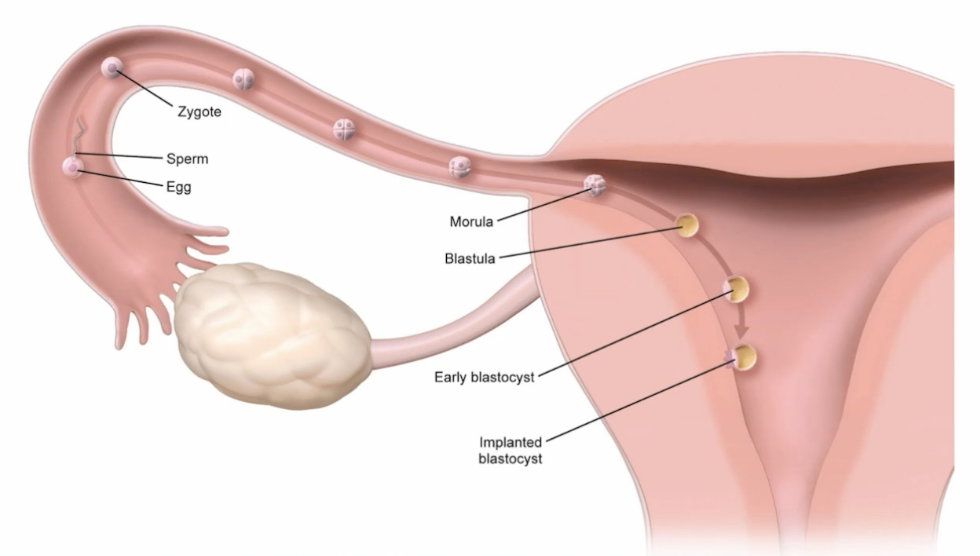 <p>Mammalian, two cell lineages: inner cell mass (ICM) giving rise tot he embryo proper, and the trophoblast (forming the placenta, surrounding the blastocoel)</p><p>Hatches from the zona pellucida around day 5-6 to allow implanation into the uterine endometrium</p>