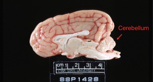 <p>Lesion in this cat + pathogenesis</p>