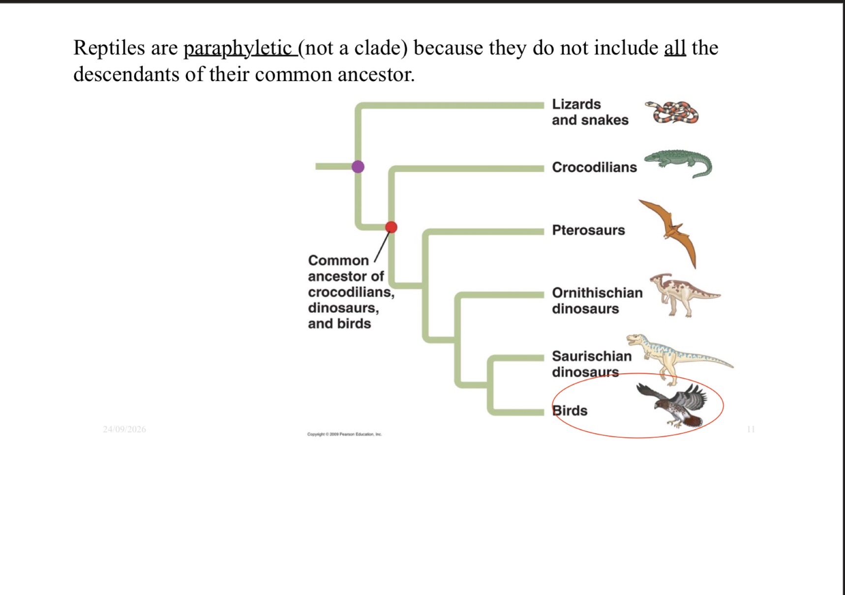 <p>a collection of organisms that include a common ancestor, and some but not all of the descendants of that ancestor, often because they evolved very different physical traits/new ways of life</p>