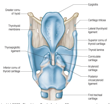 <ul><li><p>Epiglottis</p></li><li><p>Thyrohyoid membrane</p></li><li><p>Corniculate cartilage</p></li><li><p>Arytenoid cartilage</p></li><li><p>First tracheal cartilage</p></li></ul><p></p>