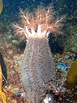 <p>Sea Cucumber </p>