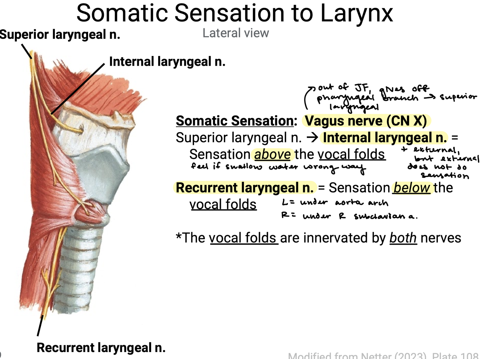 <p>Below = internal laryngeal n.</p><p>Above = recurrent laryngeal n.</p><p>Vocal folds = both</p>