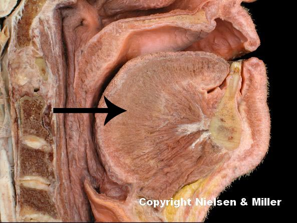 <p>the indicated structure is the</p>