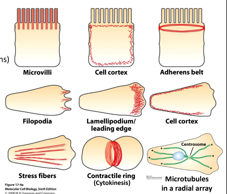 <p><strong>Actin </strong></p><ul><li><p><u>Membrane protrusion</u> (lamellipodia + filopodia) </p></li><li><p><u>Cell adhesion</u> (stress fibers + focal adhesions) </p></li><li><p><u>Endocytosis + trafficking</u> (Clathrin pits + endosomes) </p></li><li><p><u>Cytokinesis</u></p></li></ul><p><strong>Microtubules </strong></p><ul><li><p><u>Organelle position</u> (ER + Golgi)</p></li><li><p><u>Anterograde transport</u> (ER → Golgi → Plasma Membrane) </p></li><li><p><u>Retrograde Transport</u> (Endosome → Golgi → ER) </p></li><li><p><u>Mitosis</u> </p></li></ul><p></p>