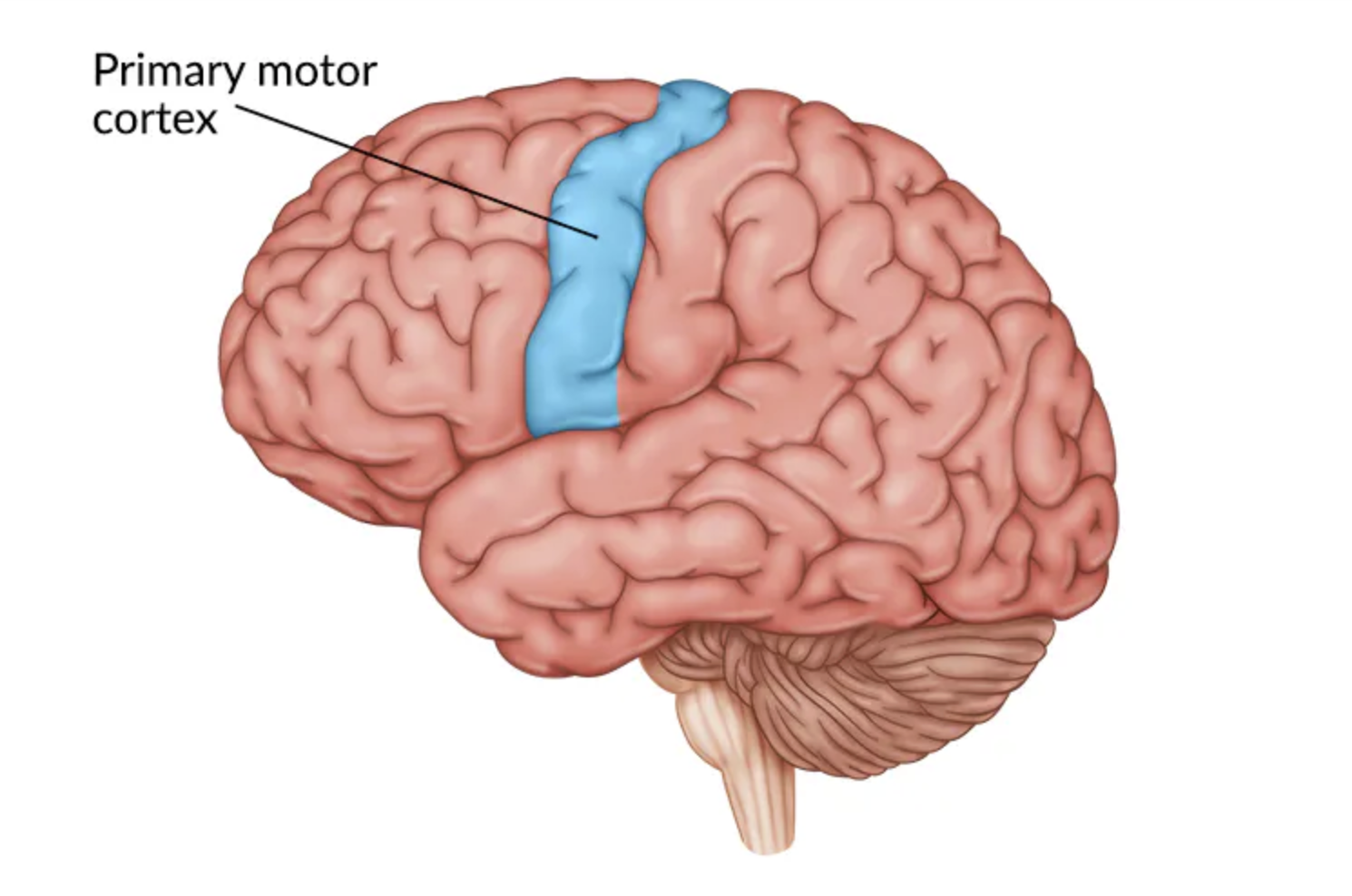 <p>Primary Motor Cortex</p>