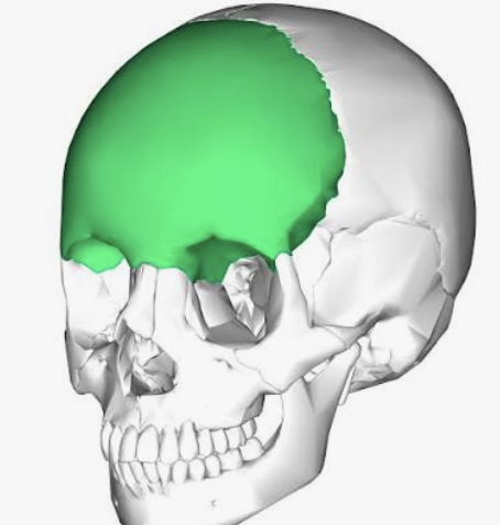 <p>Which bone is this?</p>