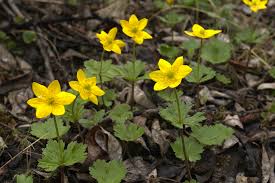 <ul><li><p>Small white buttercup-like flowers</p></li><li><p>Yellow flower center</p></li><li><p>Deeply divided leaves</p></li><li><p>Low alpine/tundra perennial</p></li><li><p>Tundra & alpine meadows in spring/summer</p></li></ul><p></p>