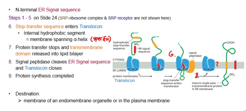 <p>Starts the same as for soluble protein, but then a <u>Stop-transfer sequence</u> (internal hydrophobic segment) enters the Translocon.</p><p>Protein transfer stops and <em>transmembrane domain</em> is released into the<em> lipid bilayer</em>. Done → signal peptidase cleaves ER signal sequence and Translocon closes.</p>