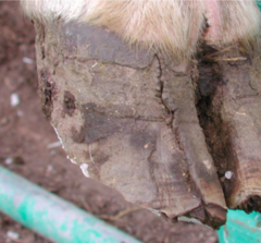 <p>How do you want to treat this hoof wall crack?</p>
