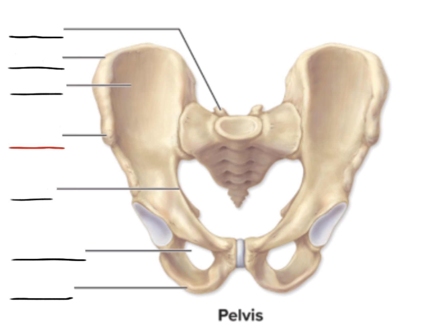<p><strong>Anatomic Term</strong></p><p>Description</p><p>(General Structure)</p>