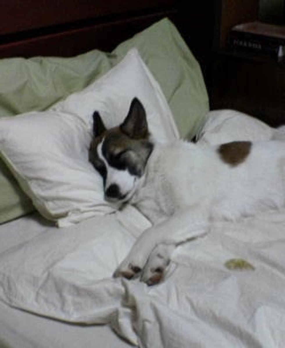<p>the dog slept in the bed</p>