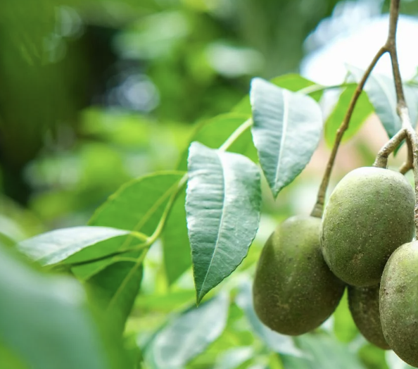 very green leaves, brown branch, green berries