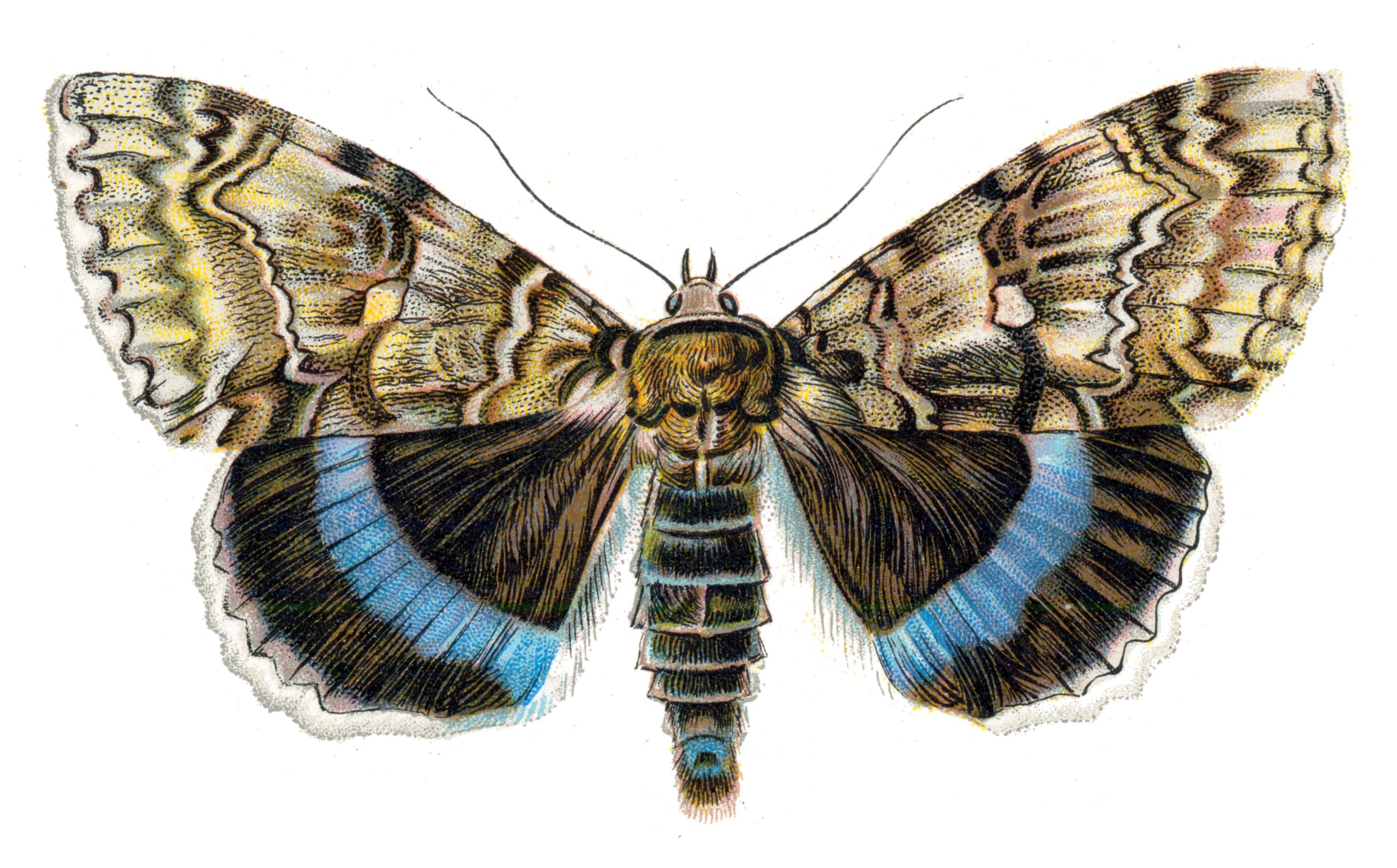 <p>rad:</p><p>druh:</p>