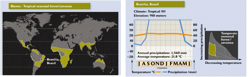 <ul><li><p>relatively warm throughout the year</p></li><li><p>huge seasonality irt precip (climate alternates between wet/dry seasons)</p></li><li><p>dry season gets so dry that lightning can cause wildfires</p></li><li><p>low water permeability soils</p></li><li><p>grassland with scattered trees</p></li><li><p>controlled fires lead to conversion into dry forest</p></li></ul><p></p>