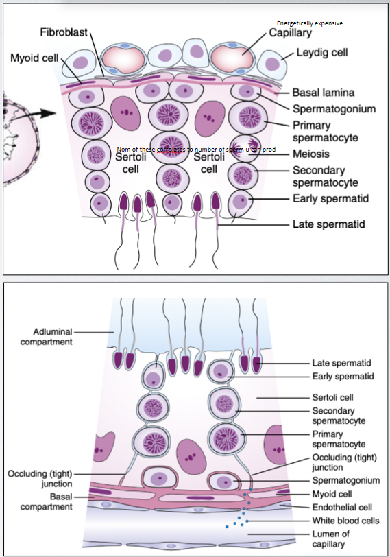 <p>controlled by GTHs and a number of paracrine factors, including testosterone, initiated indirectly by FSH through mitotic proliferation of spermatogonia and formation of primary spermatocytes. this increases <strong>mitosis </strong>in sertoli cells, which are directly proportional to sperm abundance</p>