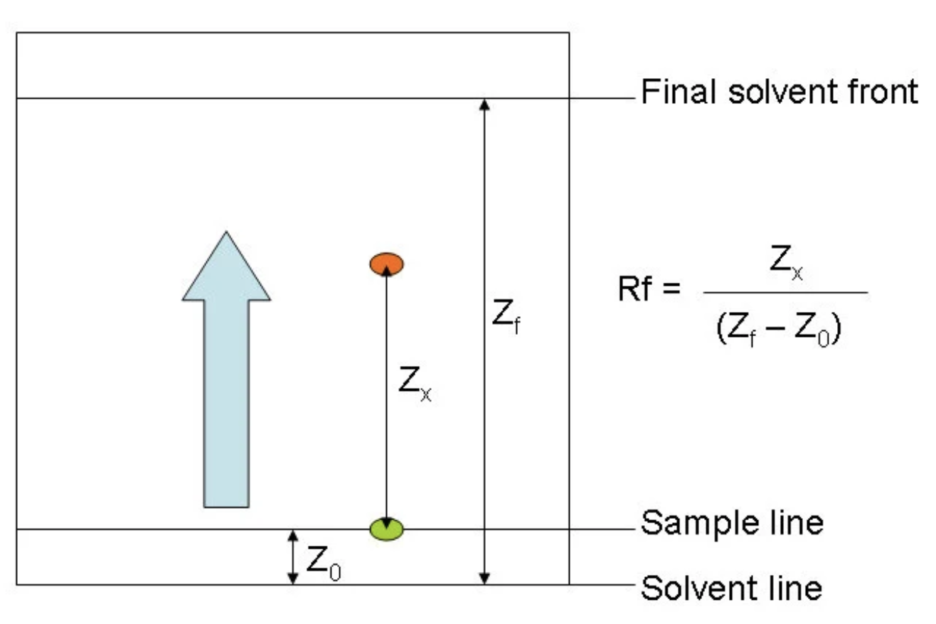 <p>divide the distance traveled by the compound by the distance traveled by the solvent front, both measured from the baseline </p>