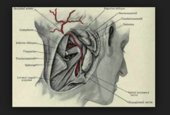 <p>lateral to greater occipital N</p>