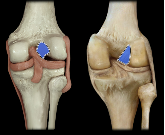 <p>anterior</p>