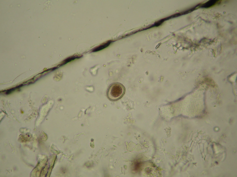 <p>What organism is this?</p>