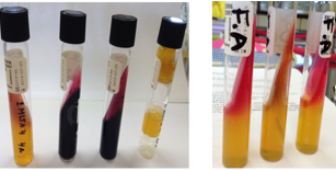 <p>De Kligler Iron Agar test (KIA-test) of de Triple Sugar Iron test (TSI-test) is een biochemisch gecombineerd testmedium, waarmee gramnegatieve darmbacteriën (Enterobacteriaceae) geïdentificeerd kunnen worden op basis van suikerfermentatie, gasproductie en H2S-productie.</p><p>De ingrediënten van het medium van de buis bestaan uit:</p><ul><li><p>Peptonen (N-bron en voedingstoffen)</p></li><li><p>Kleine hoeveelheid glucose (0,1%), lactose (1%), en bij TSI ook sucrose</p></li><li><p>Fenolrood (pH-indicator)</p></li><li><p>Thiosulfaat (S-bron) en ijzerzouten</p></li></ul><p>De buis heeft een stomp of butt aan de bodem, en een schuine kant aan de oppervlakte, oftewel een helling of slant.</p><ul><li><p>De helling/slant is zuurstofrijk → zuurstofrijke afbraak van suikers.</p></li><li><p>De stomp/butt is zuurstofarm → fermentatie of zuurstofarme afbraak van suikers.</p></li></ul><p>Principe: glucose - gas - lactose - H2S</p><ul><li><p>Glucose: Eerst zal glucose gefermenteerd worden en zal dit het hele medium aanzuren (geel). Er is echter weinig glucose en hierdoor zullen bacteriën na een tijd overschakelen op de afbraak van de peptonen (proteolyse) en hierbij basen produceren (rood). Voornamelijk ter hoogte van de helling zal dit zichtbaar worden omdat de zuurstofrijke omgeving de proteolyse aanzienlijk bevordert.</p></li><li><p>Gas: Bij fermentatie komt gas vrij, dat zich uit in scheuren of bellen in de agar.</p></li><li><p>Lactose: Lactosepositieve bacterïen zullen lactose kunnen fermenteren en dit zal opnieuw het hele medium aanzuren (geel).</p></li><li><p>H2S: H2S-positieve bacteriën kunnen thiolsulfaat reduceren en H2S produceren → H2S reageert met ijzerionen (ijzerzouten) tot ijzersulfide = onoplosbaar en zwart van kleur → zwart precipitaat</p></li></ul><p>5 verschillende types kunnen bekomen worden:</p><ul><li><p>Coli-type: + + + -</p></li><li><p>Paracoli-type: + + - -</p></li><li><p>Shigella-type: + - - -</p></li><li><p>Salmonella-type: + (+) - +</p></li><li><p>Citrobacter freundii type: + + + +</p></li></ul><p></p>
