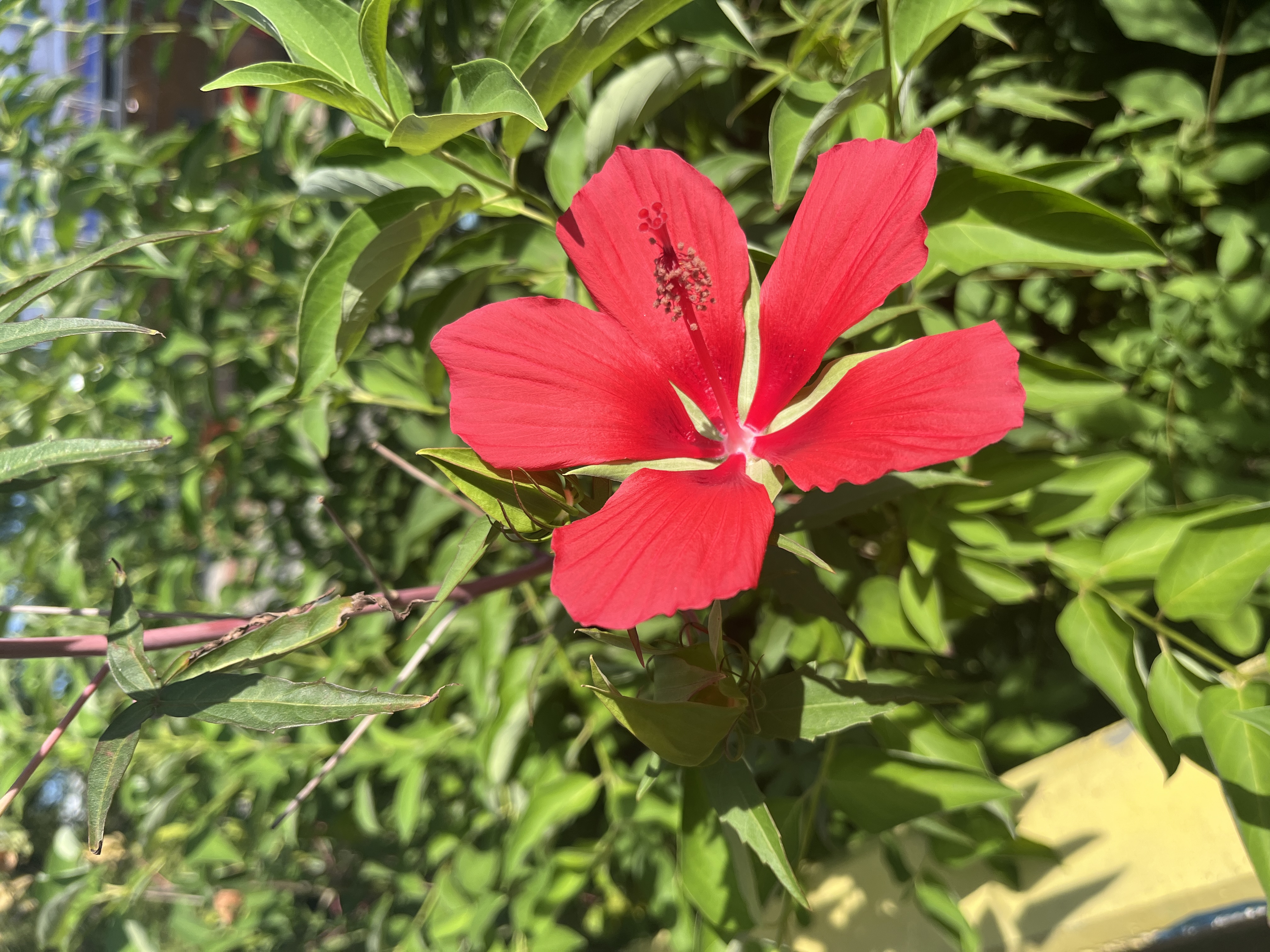 <p>Scarlet rose mallow or Red hibiscus</p>