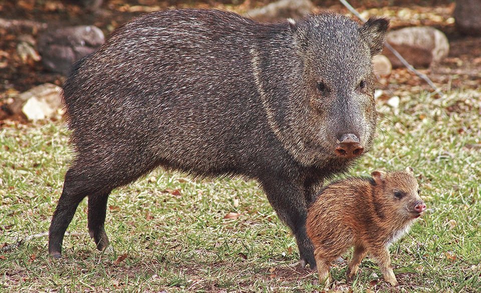 <p>A warm-blooded mammal resembling a small wild pig that travels in family herds and feeds on prickly pear cacti, including the spines.</p>