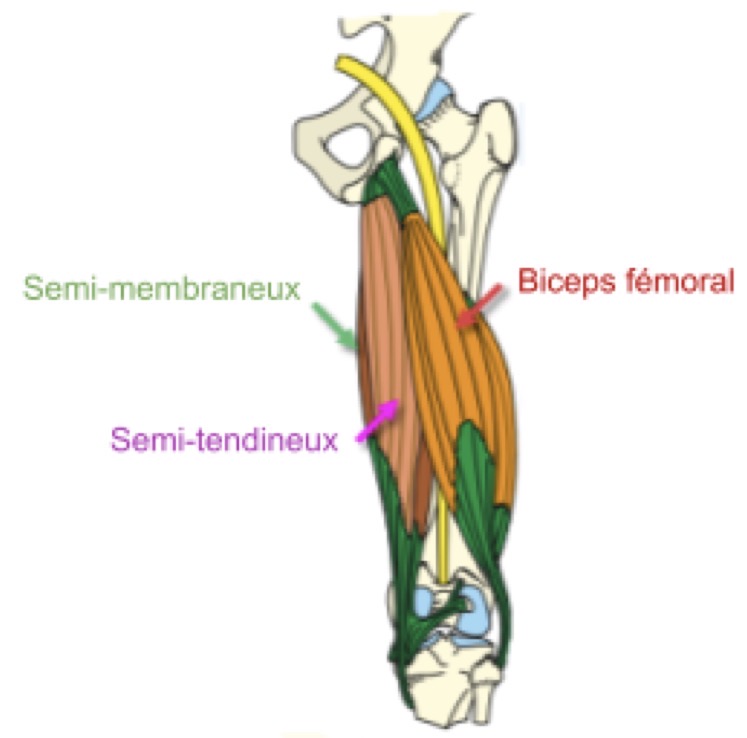 <p>FAUX : les 3 muscles ischio-jambiers (semi-tendineux, semi-membraneux, biceps fémoral) sont innervés par le nerf ischiatique</p>