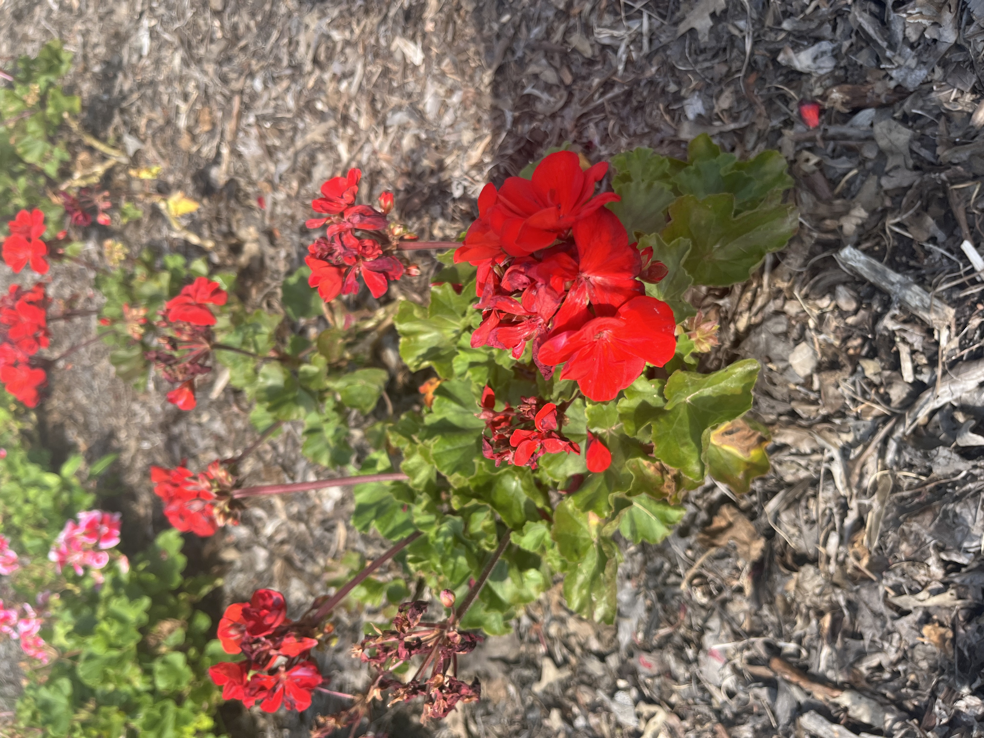 <p>Pelargonium x hortorum</p>