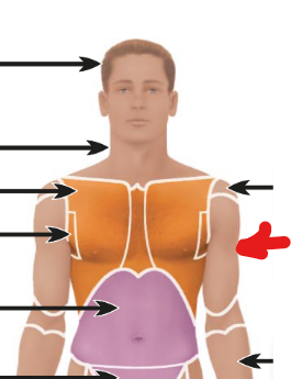 <p>upper arm area </p>