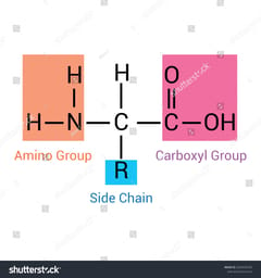 <p>What are the parts of an amino acid?</p>