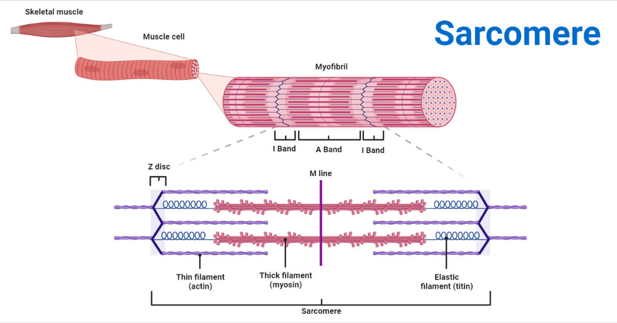 <p><span style="background-color: transparent;">Sarcomeres consist of two types of myofilaments</span></p>