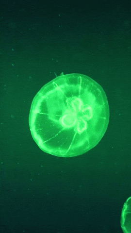 <p><span style="color: yellow;">bioluminescence</span></p><p></p><p>Some jellyfish use bioluminescence to glow in the dark.</p>