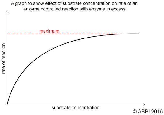 <p>Enzyme concentration - Higher enzyme concentration increases the no. of available active sites allowing more ESC to form and more product to be produced. The rate of reaction increases until substrate concentration becomes the limiting factor as there isn’t enough substrate to fill all active sites. Activity plateaus. </p><p>Substrate concentration Higher substrate concentration increases the number of successful collision and hence more ESC are formed so the rate increases. However, when all the active site are occupied, enzyme concentration becomes the limiting factor and activity plateaus as Vmax is reached. </p>