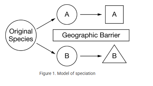 <p><span>Students created a model showing one possible mechanism for speciation in which a geographic barrier separated one large population into two smaller populations, A and B. Over time, populations A and B developed into two distinct species. The model is shown in Figure 1.</span></p><p>Which of the following best describes what occurred during the periods indicated by the arrows?</p><p><strong>A) </strong>Natural selection acted on variation that was present in both populations A and B, and the lack of gene flow eventually led to the formation of two new species.</p><p><strong>B) </strong>Population B was separated for a longer time from the original population than population A was, and population B evolved into a more distinct new species than population A did.</p><p><strong>C) </strong>Gene flow between populations A and B maintained sufficient variation in both gene pools to facilitate the development of two distinct species.</p><p><strong>D) </strong>In response to different environments, populations A and B experienced different mutation rates, leading to the emergence of two different gene pools and, over time, new species A and B.</p>