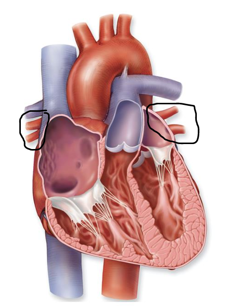 <p>left atrium receives oxygenated blood from the lungs via 3 or 4 of these</p>