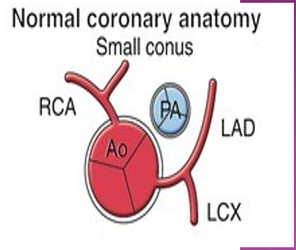 <p>the right ao sinus of valsalva </p>