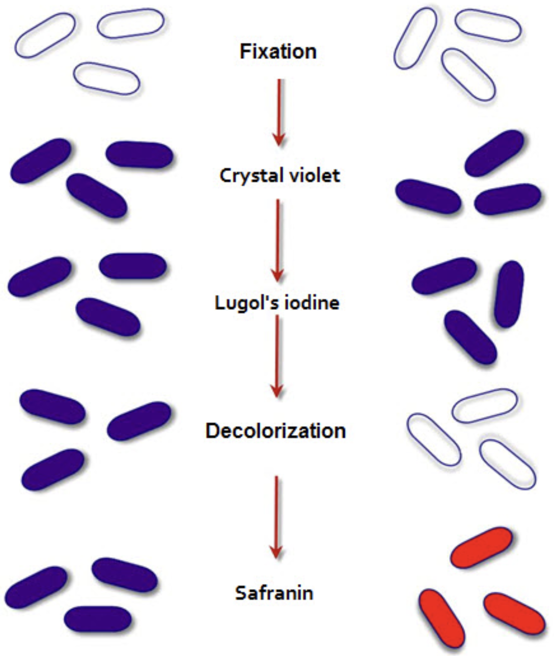 <p>Which side is gram <strong>positive </strong></p>