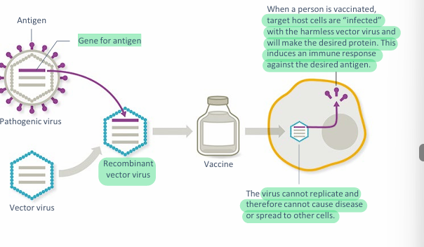 <p>packed inside a harmless virus then inserted into the body</p>