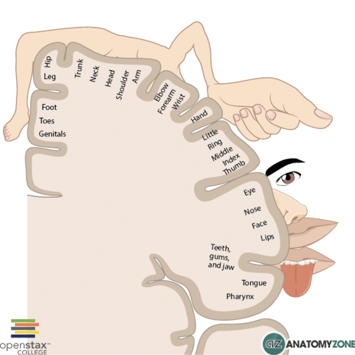 <p>Somatotopic Organization</p>